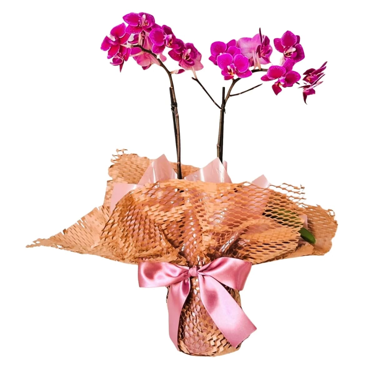 Orquídeas Pote n°9 (Cores Variadas)