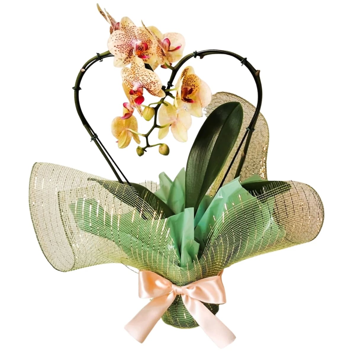 Orquídeas Pote n°12 (Cores Variadas)